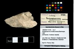 Foto (Objekt + Etikett) von Protosphaeroma ernstbrunnense (Bachmayer, 1949)  (NHMW-GEO-1990-0041-10166)